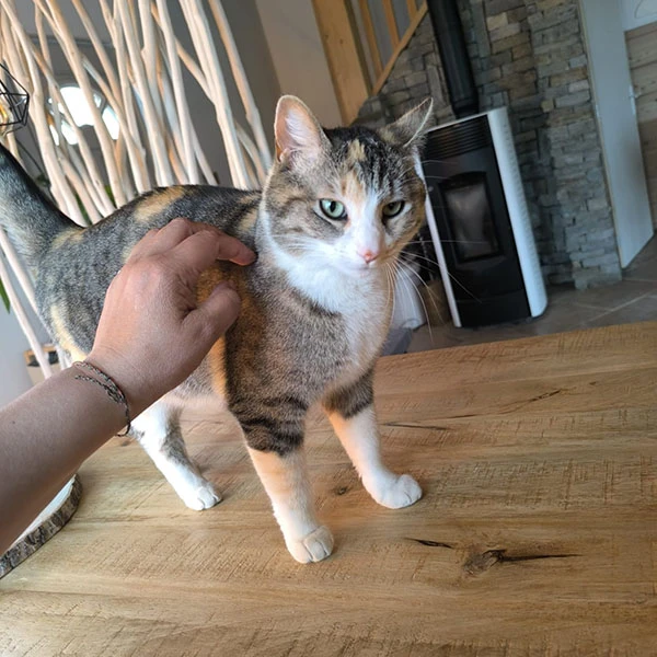 daf-waf pet sitting, une dogsitter aux petits soins pour vos chats