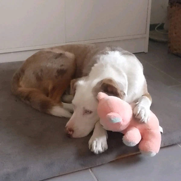 daf-waf pet sitting service à domicile pour vos chiens